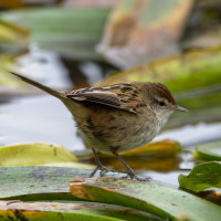 Little Grassbird